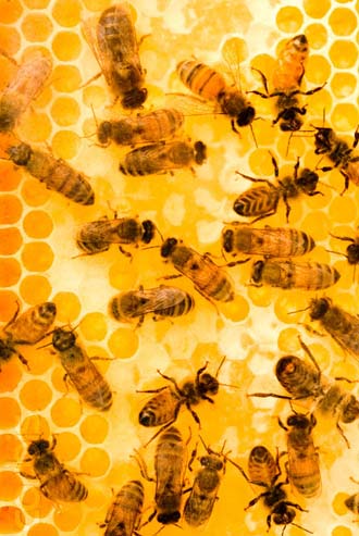 beehive